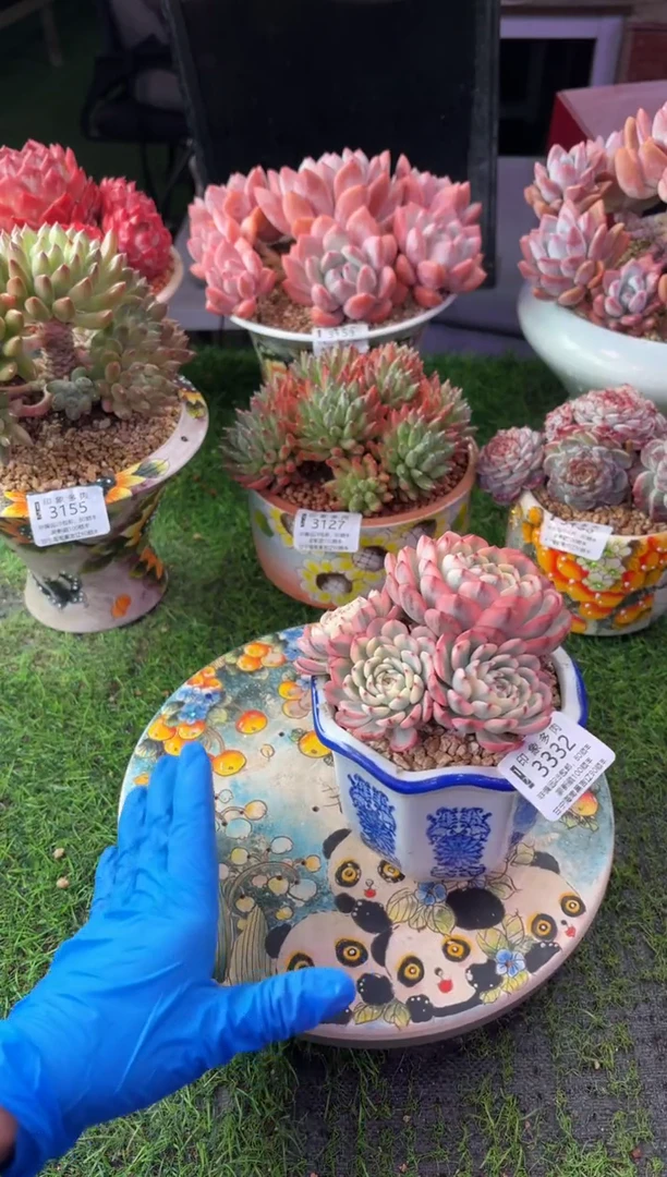 昆明印象多肉3332