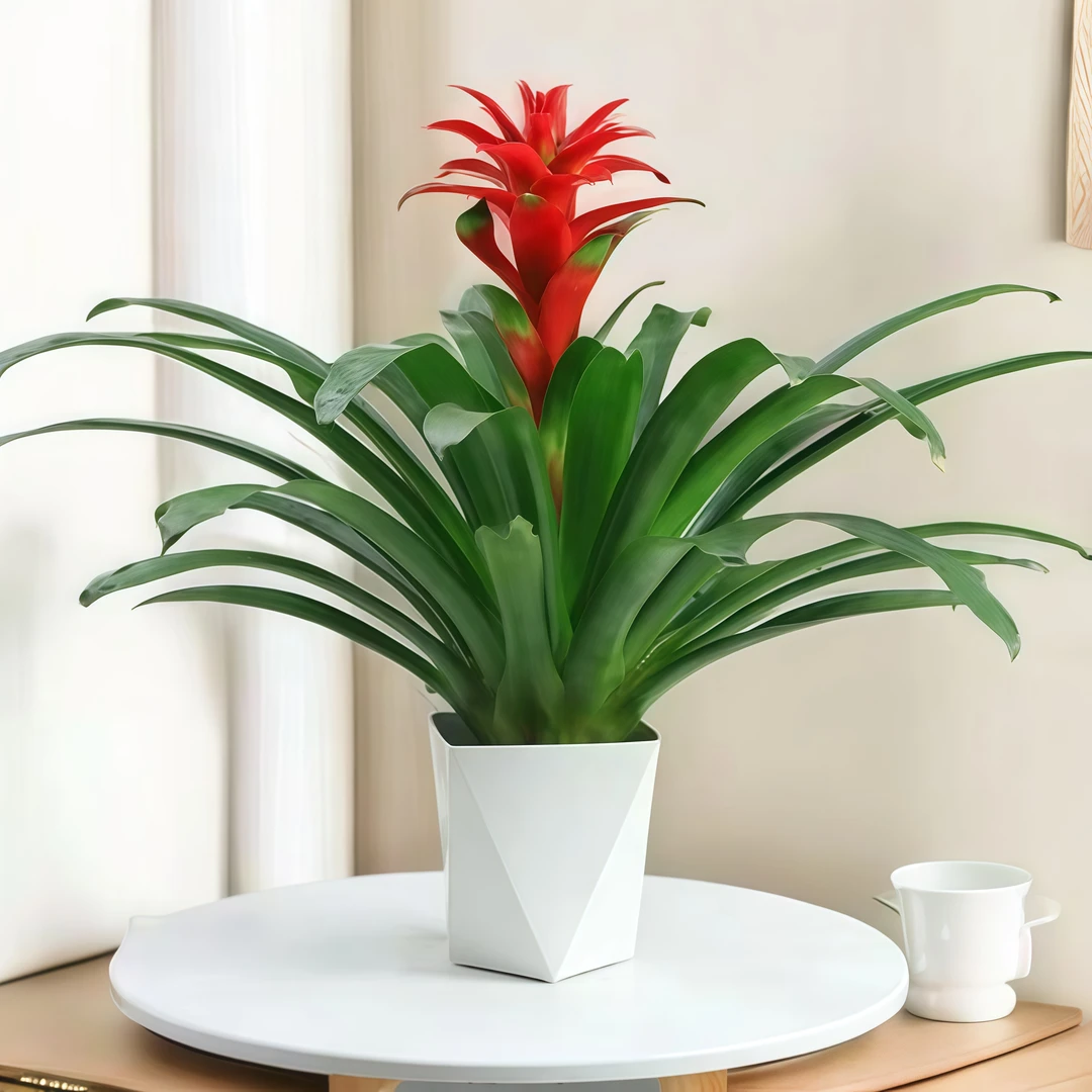 W 鸿运当头盆栽水培小红星凤梨花带花绿植客厅大型办公室绿植带盆