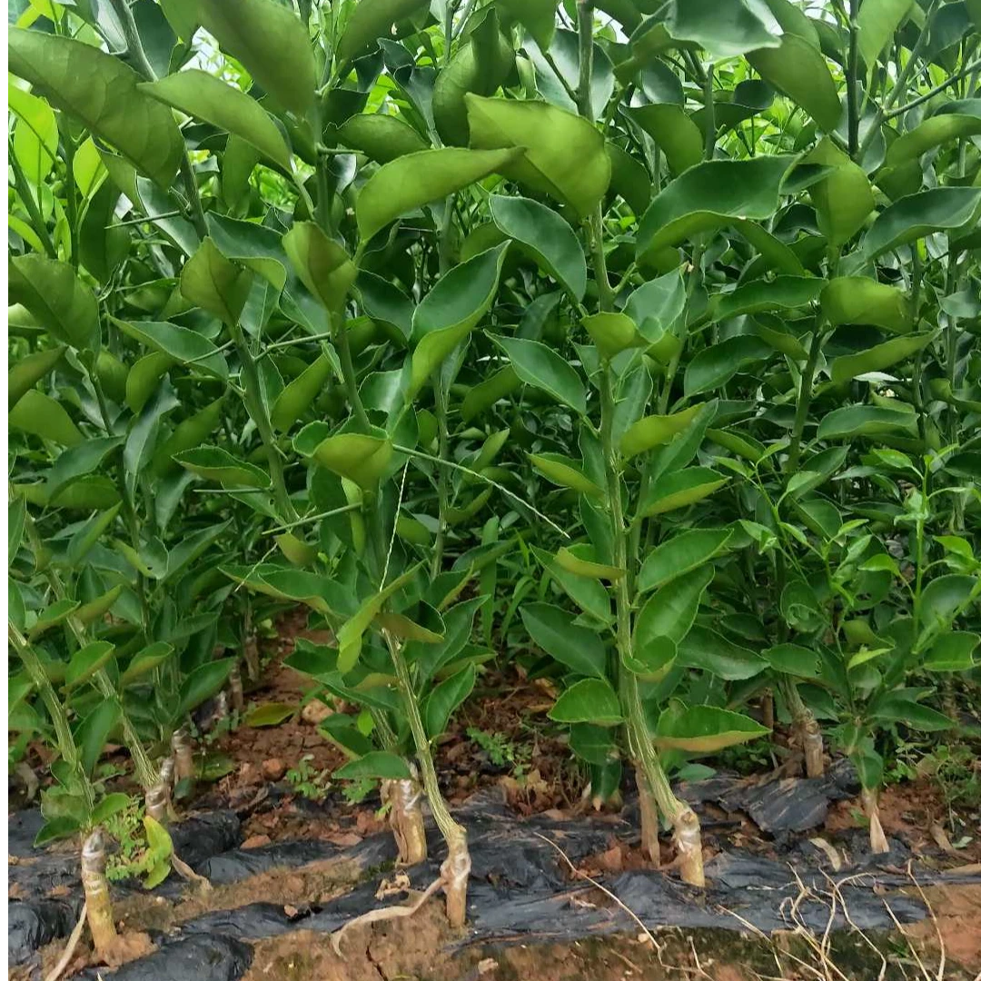 柚子苗、柑橘苗、柑桔苗、沙糖桔苗橘子桔子橘子树盆栽桔子树果树