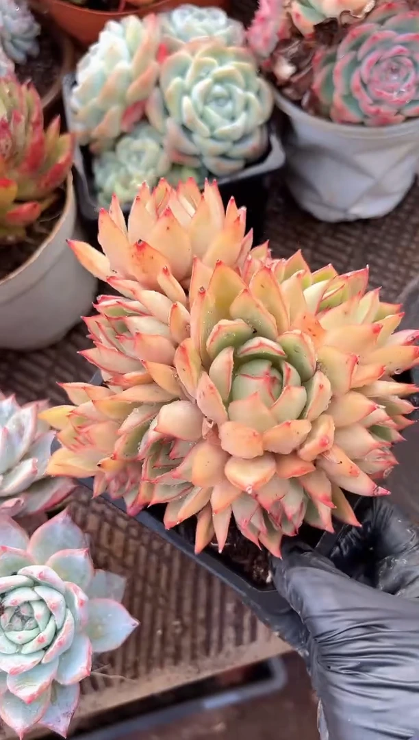 庚多肉植物一物一拍17265