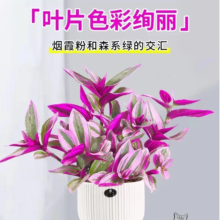 【油画】婚礼吊兰大棵多肉紫露兰室内阳台绿植盆栽水培画吊兰植物
