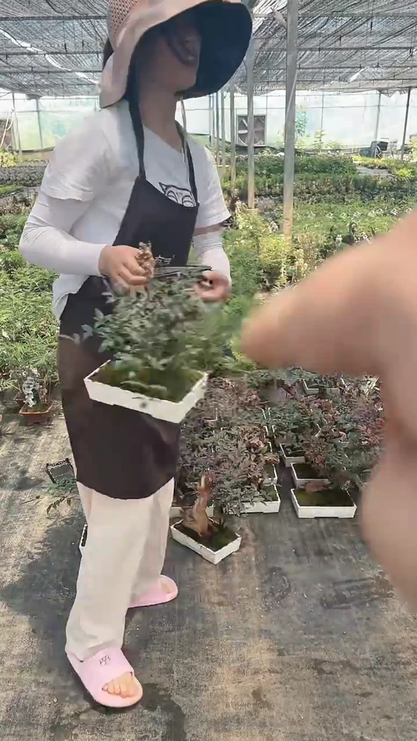 无花朵P21白盆 南天竹 盆景