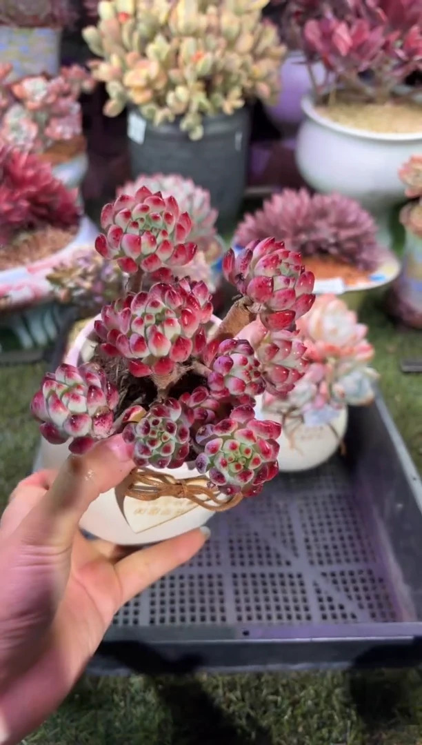 【闪购商品】02670