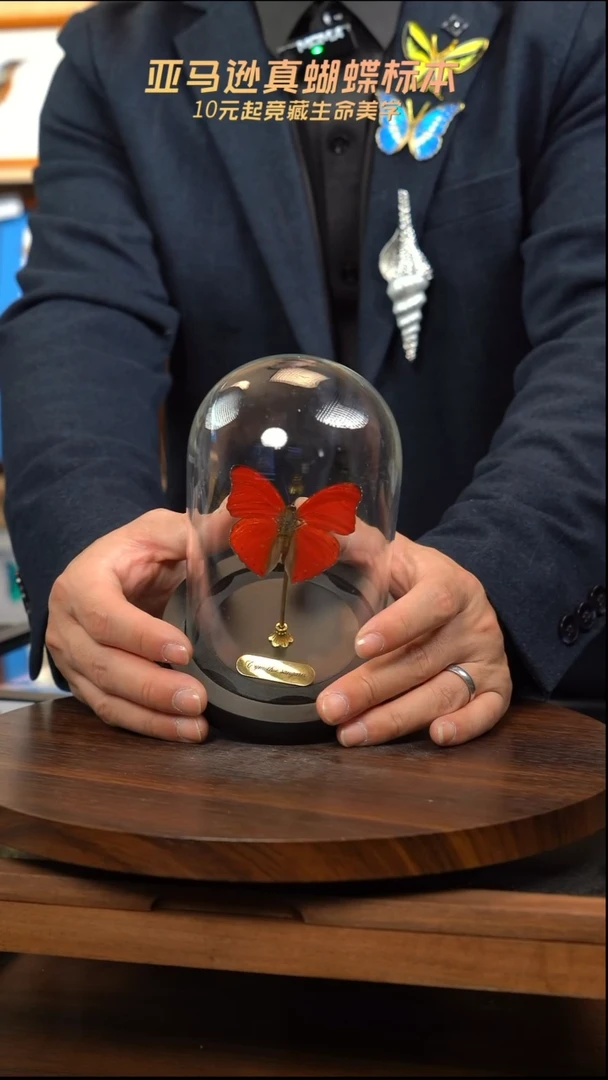 血漪蛱蝶小号玻璃罩