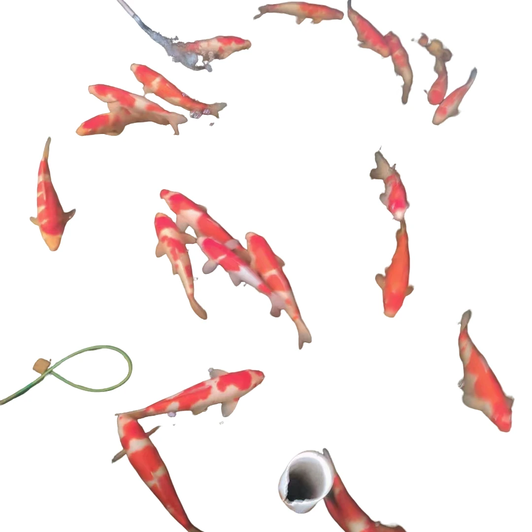 锦鲤35-40厘米观赏鱼一条