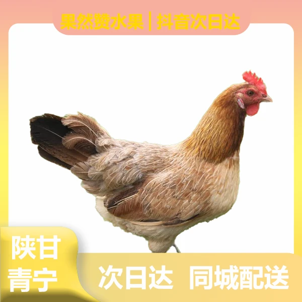 【次日达】马家山农家散养溜达鸡青脚麻鸡溜达鸡 净重4.5斤左右母鸡