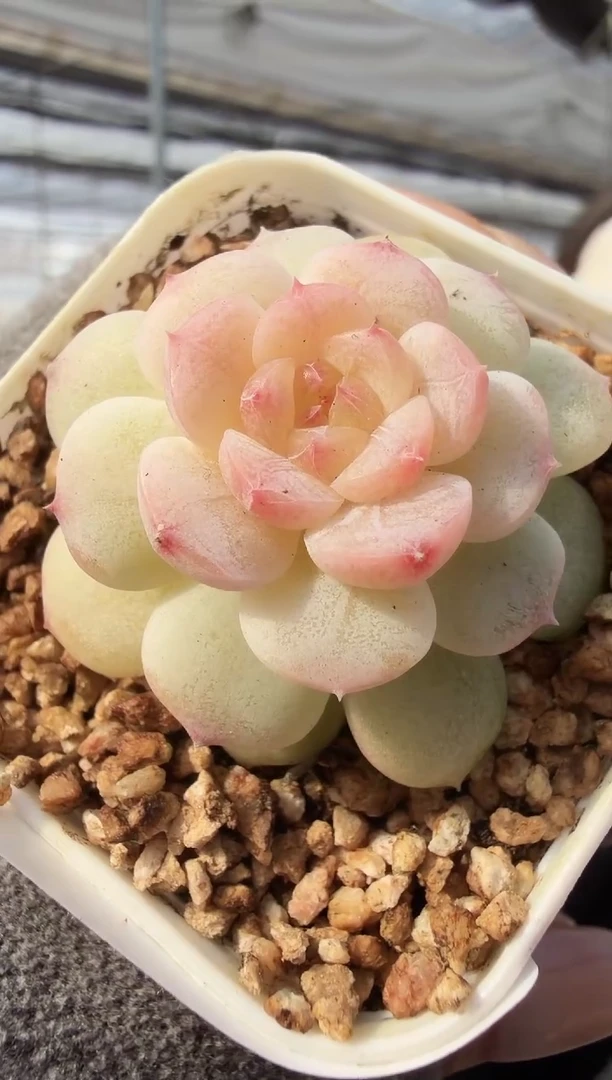 东云多肉园新款-74