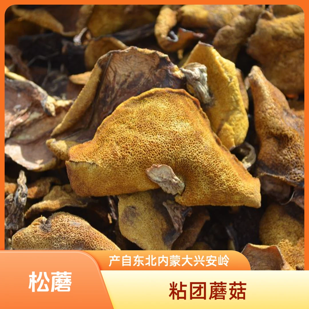 东北内蒙大兴安岭野生松蘑粘团子蘑菇干货松娥干小鸡炖山珍特产