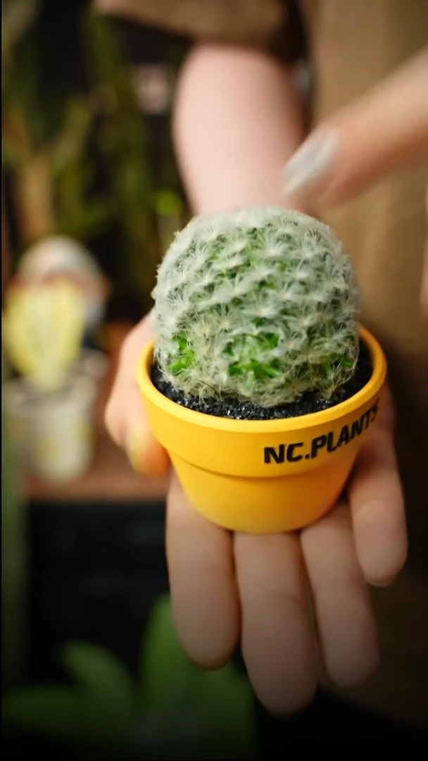 无花朵黄油小熊（福利