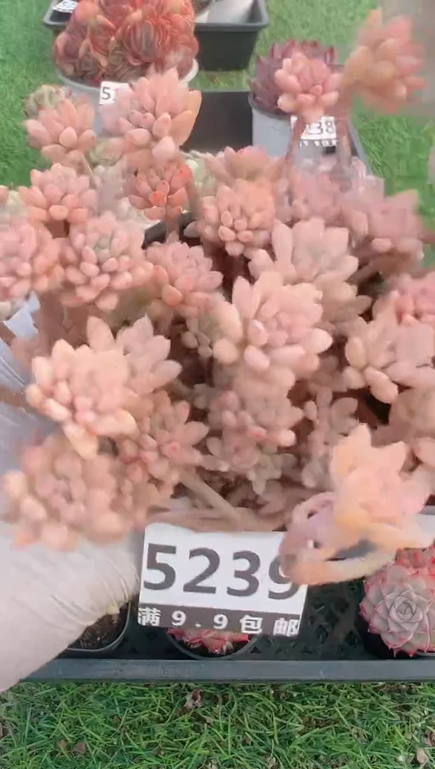 【闪购商品】信福多肉一物一拍