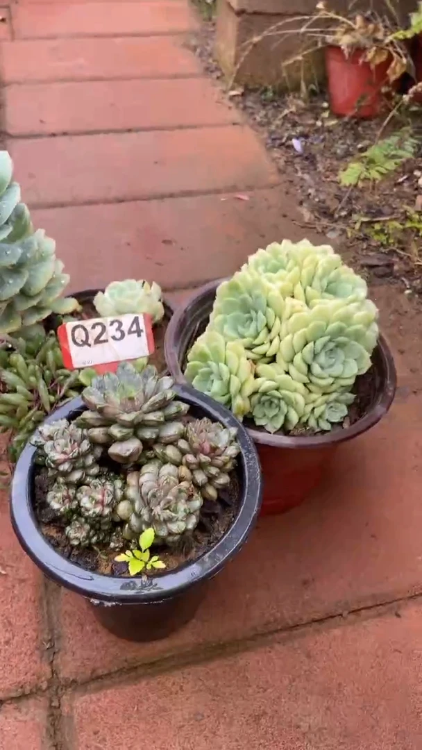 Q234多肉组合默认脱土发货