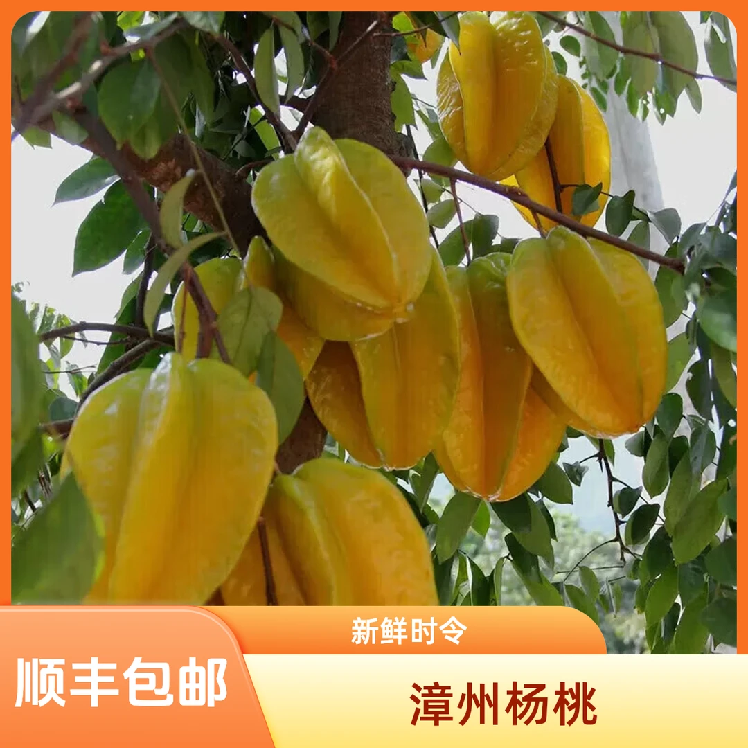 【只发顺丰】福建漳州下河杨桃精选新鲜时令水果杨桃5斤