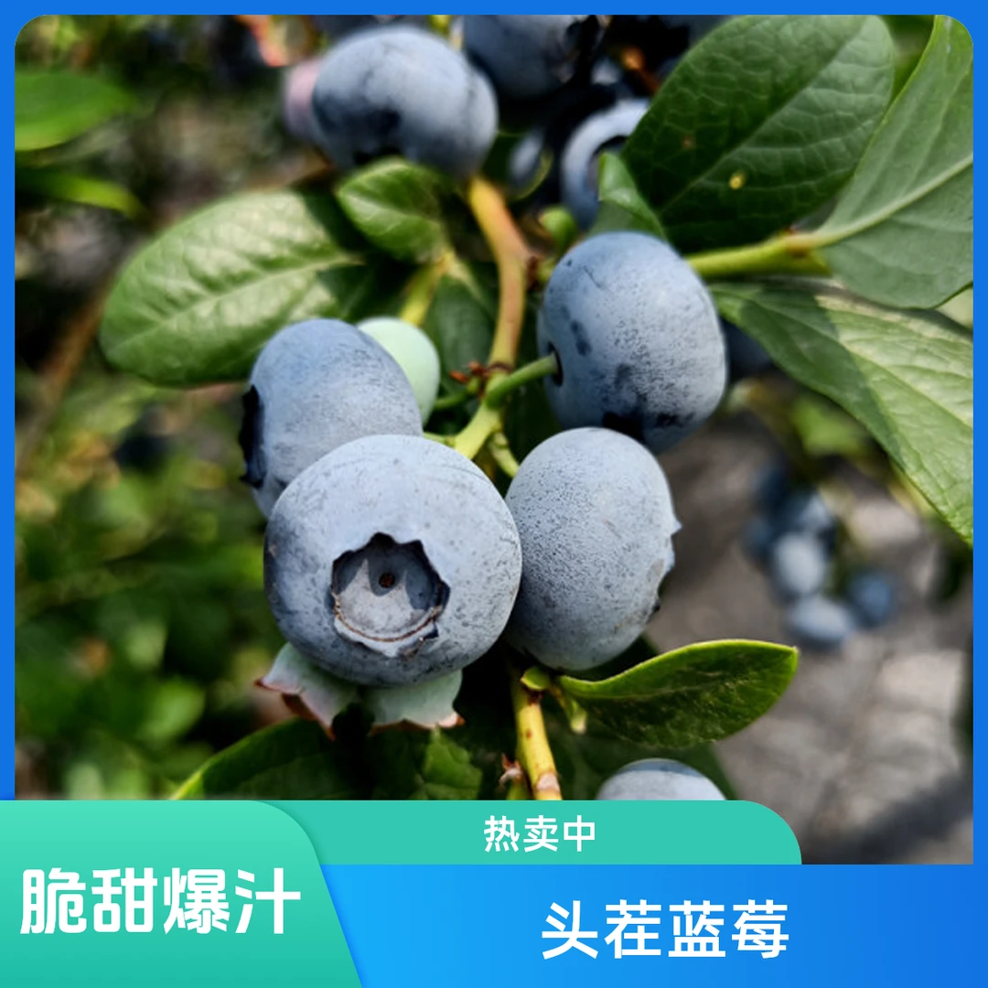 【果王20-18mm+纯甜花香】头茬新鲜水果蓝莓现摘先发孕妈宝妈搭档