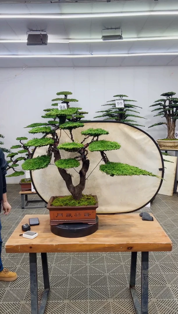 无花朵造型盆景一物一拍