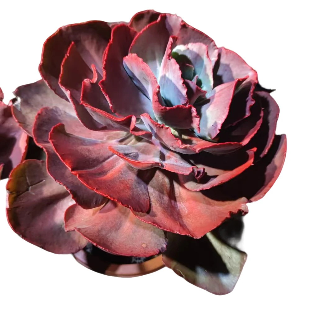 精品多肉  秀妍玫瑰