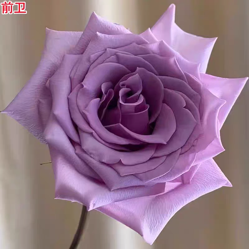 新品前卫月季苗紫色厄瓜多尔玫瑰灌木大花庭院阳台盆栽四季开花