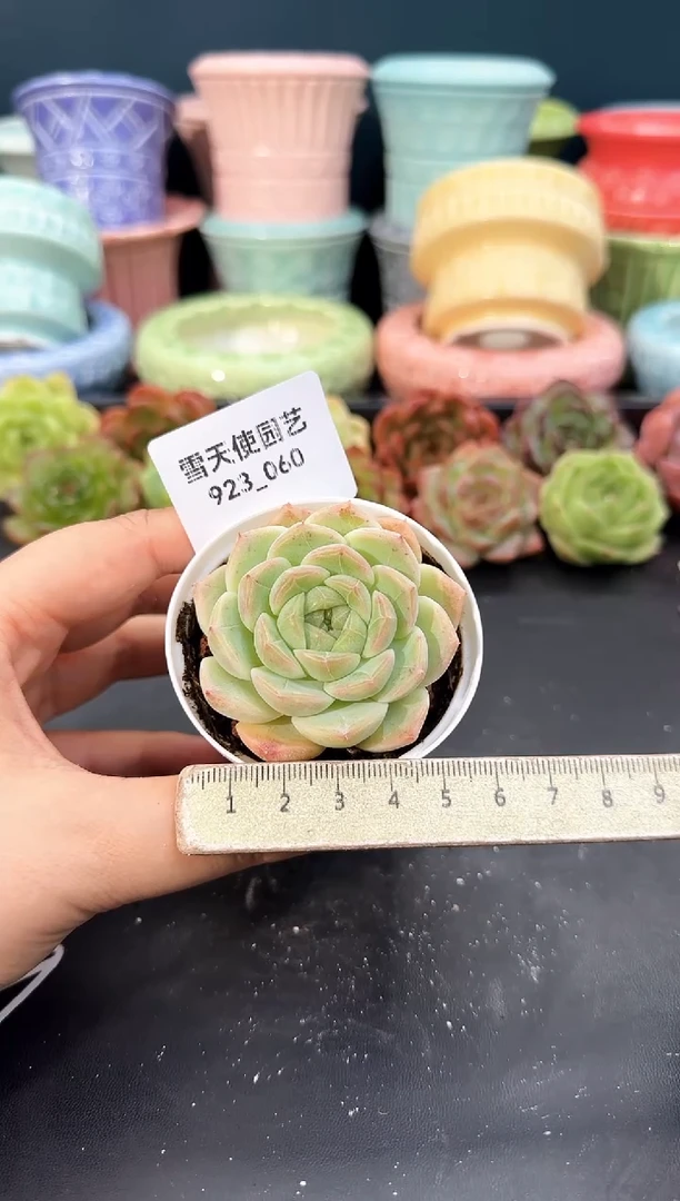 923-060青山（冠幅5cm）