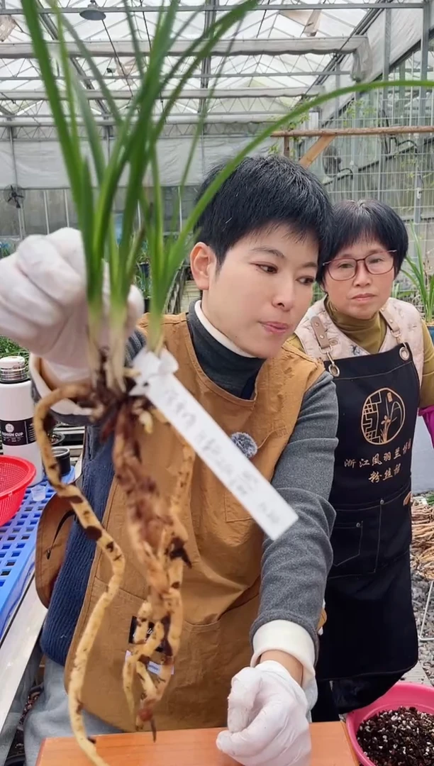 当前无花朵，栽培后可花朵陈*娟章熙义仙。。陈秀娟