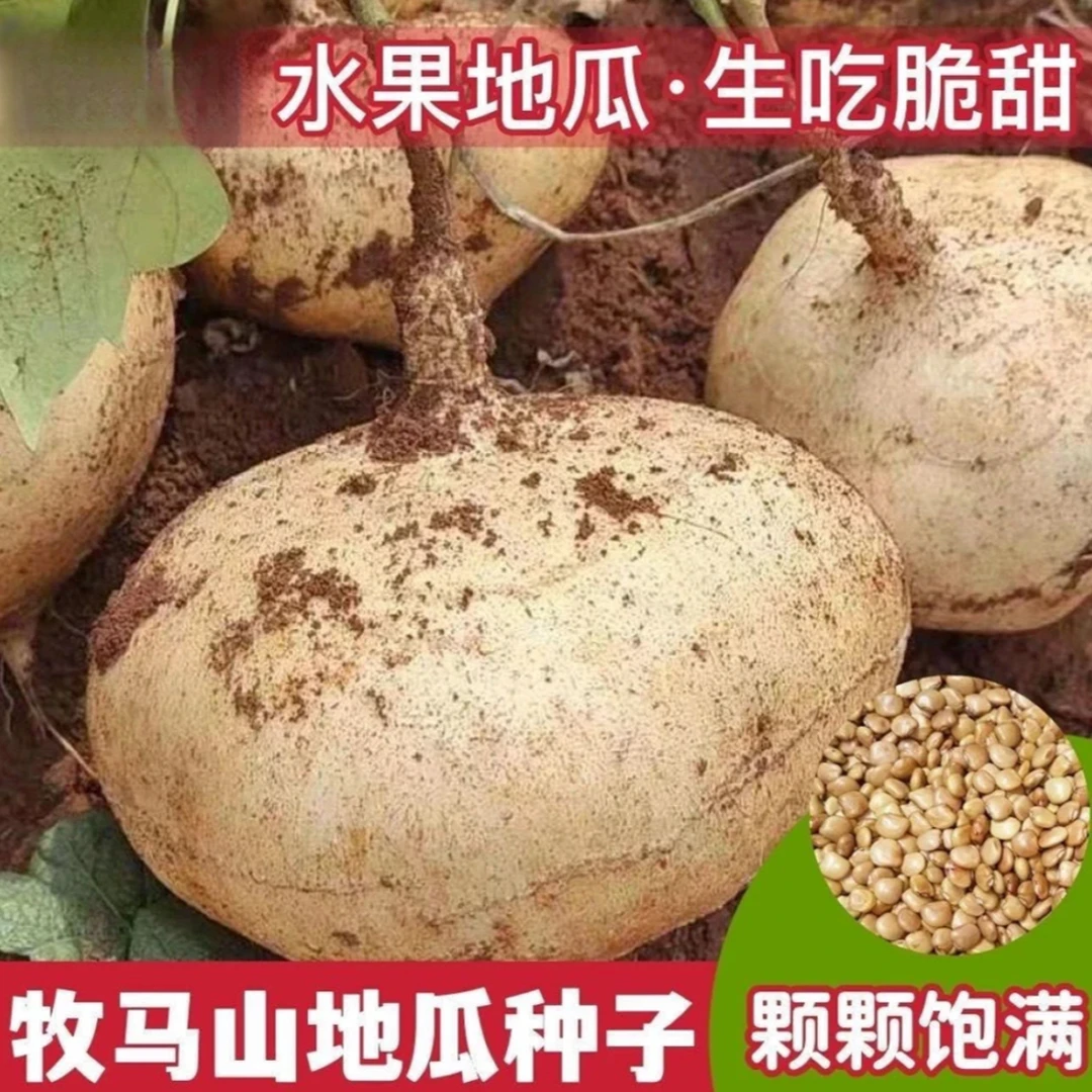 牧马山地瓜种子种籽孑水果地瓜特大白瓤香甜早熟种植