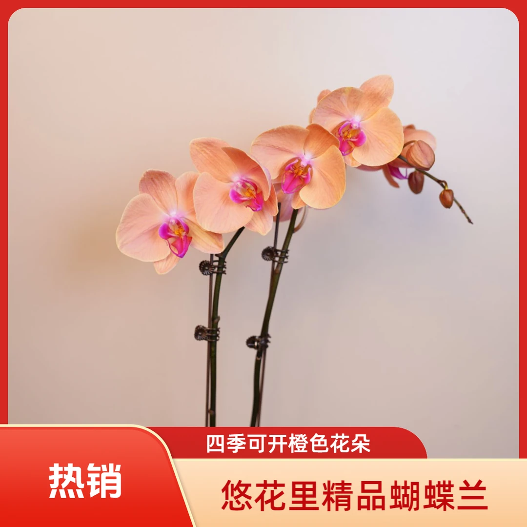悠花里蝴蝶兰【晚霞3.0寸】带花带花苞开花株发货