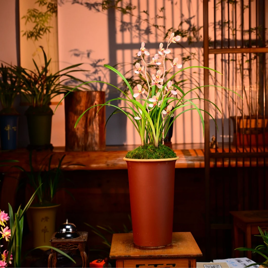 建兰铭品【彩韵仙子】高端紫砂盆栽好种好 易养活盆栽顺丰包邮