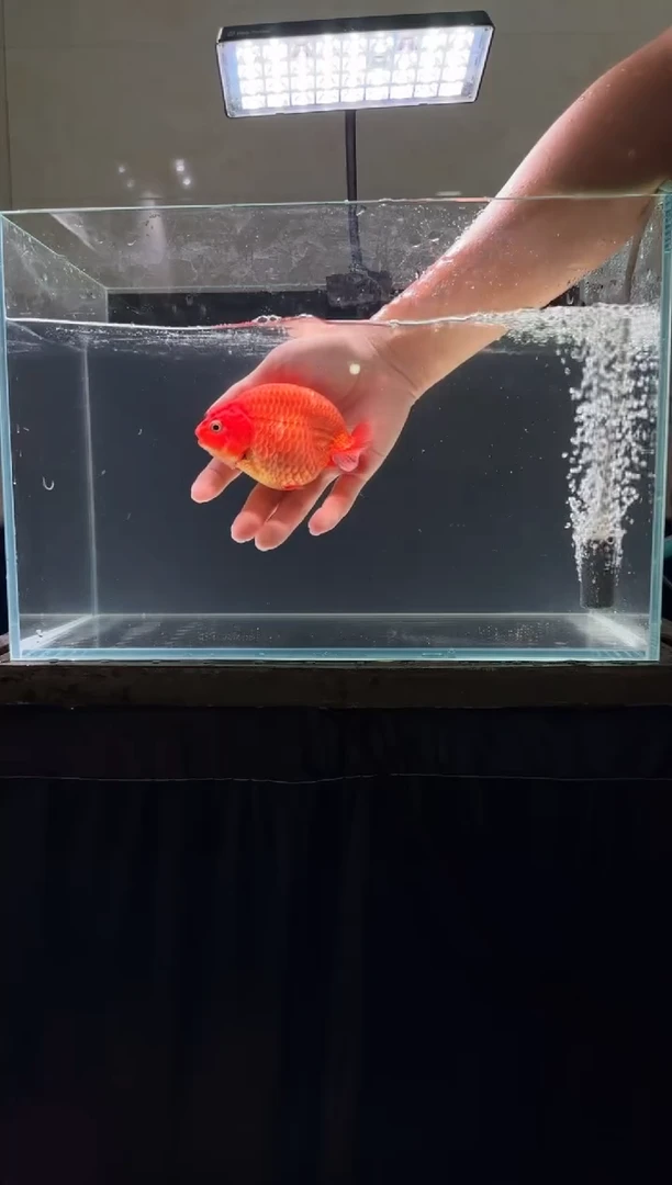 狮头鱼兰寿一条 消费合计满30中通包邮 未满补差价