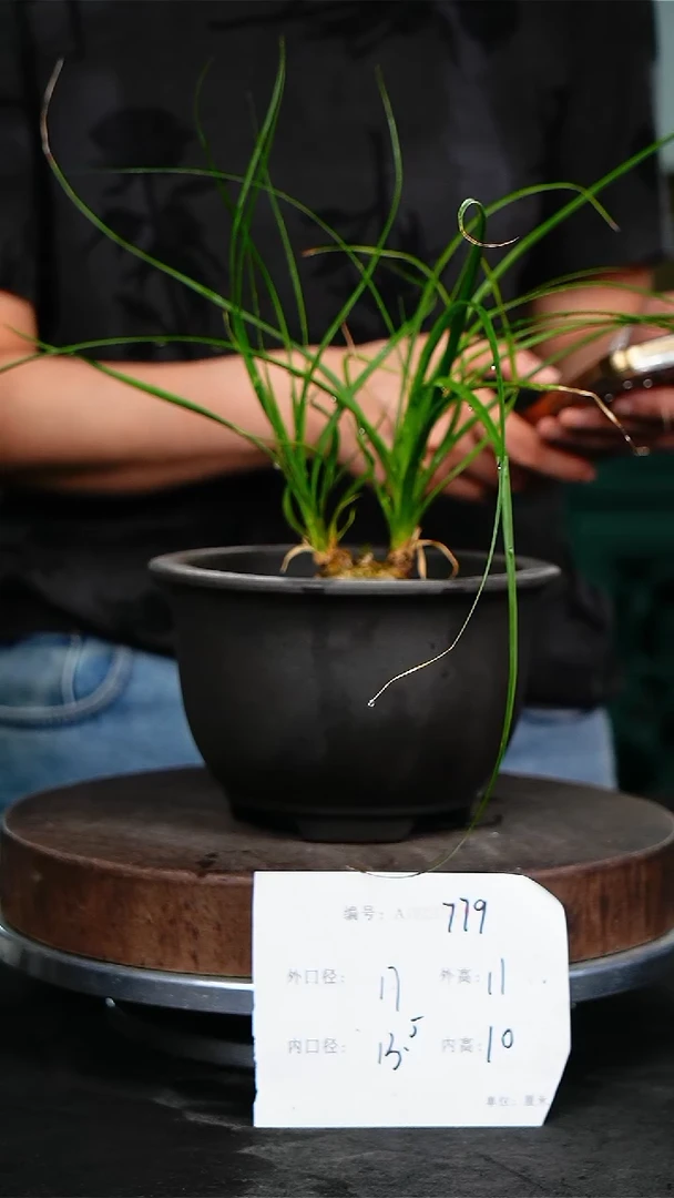 紫砂花盆779紫砂花盆