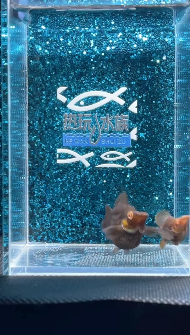 孔雀鱼巧克力 01