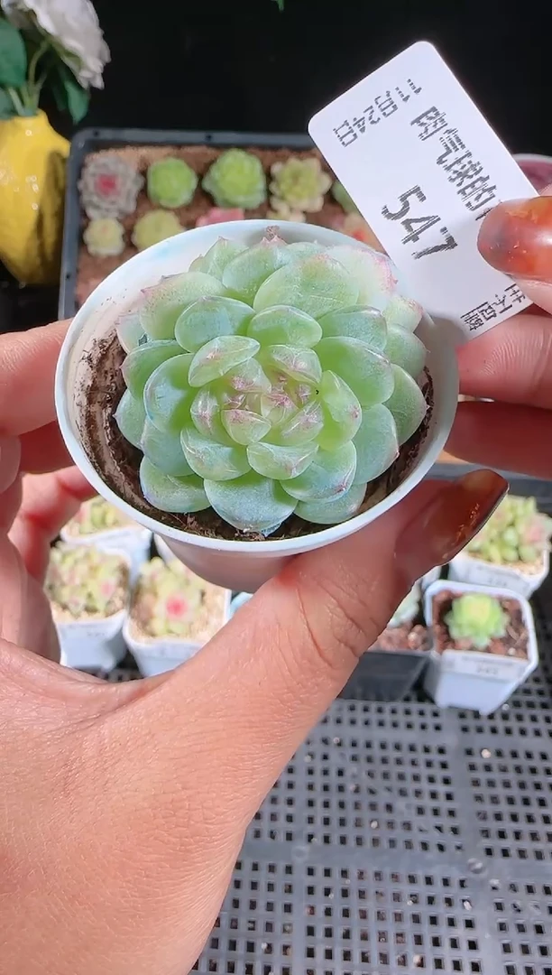 1124-547p3-9群生不包整