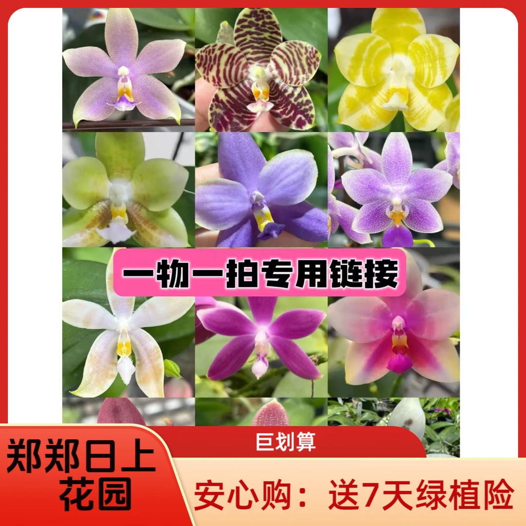 一物一拍  山採路德  4.5寸苗  叶损少根介意勿拍！！