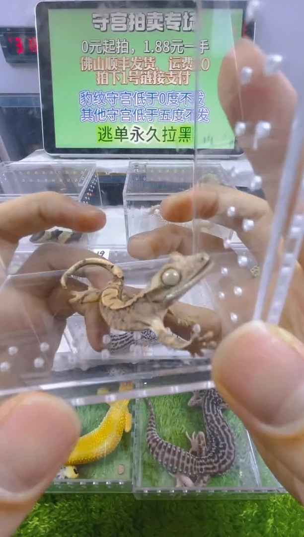 豹纹守宫豹纹肥尾成体苗子亚成