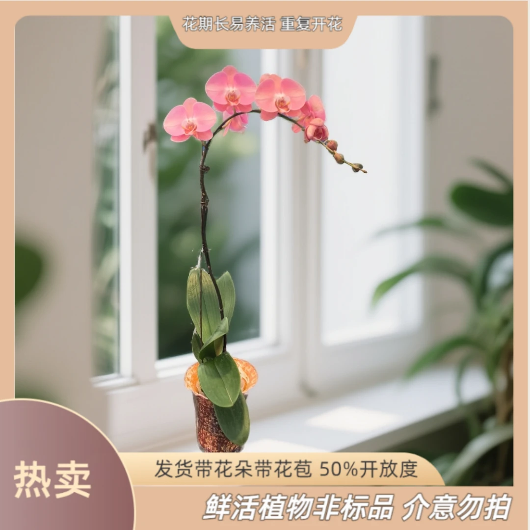 【超级大鲑鱼】-发货带花朵带花苞30-50开放度-3.8寸杯苗情花好养耐