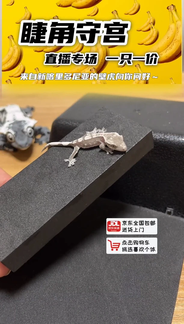 睫角守宫缺黄无町公母不分