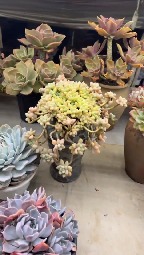 家*黑大帅多肉115奶酪蛋糕不保损