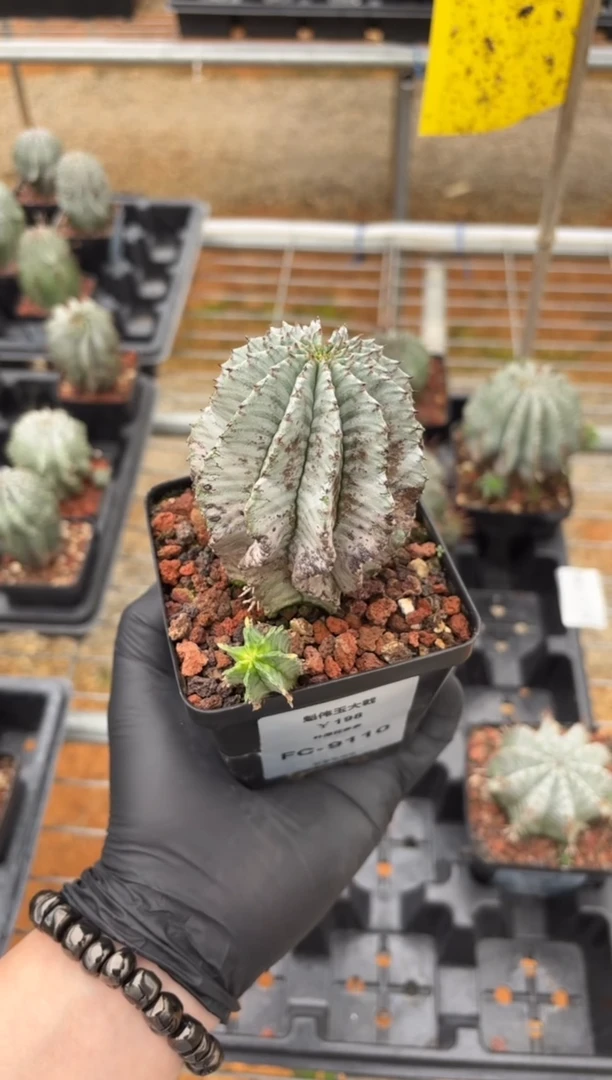 魁伟玉大戟FC-9110