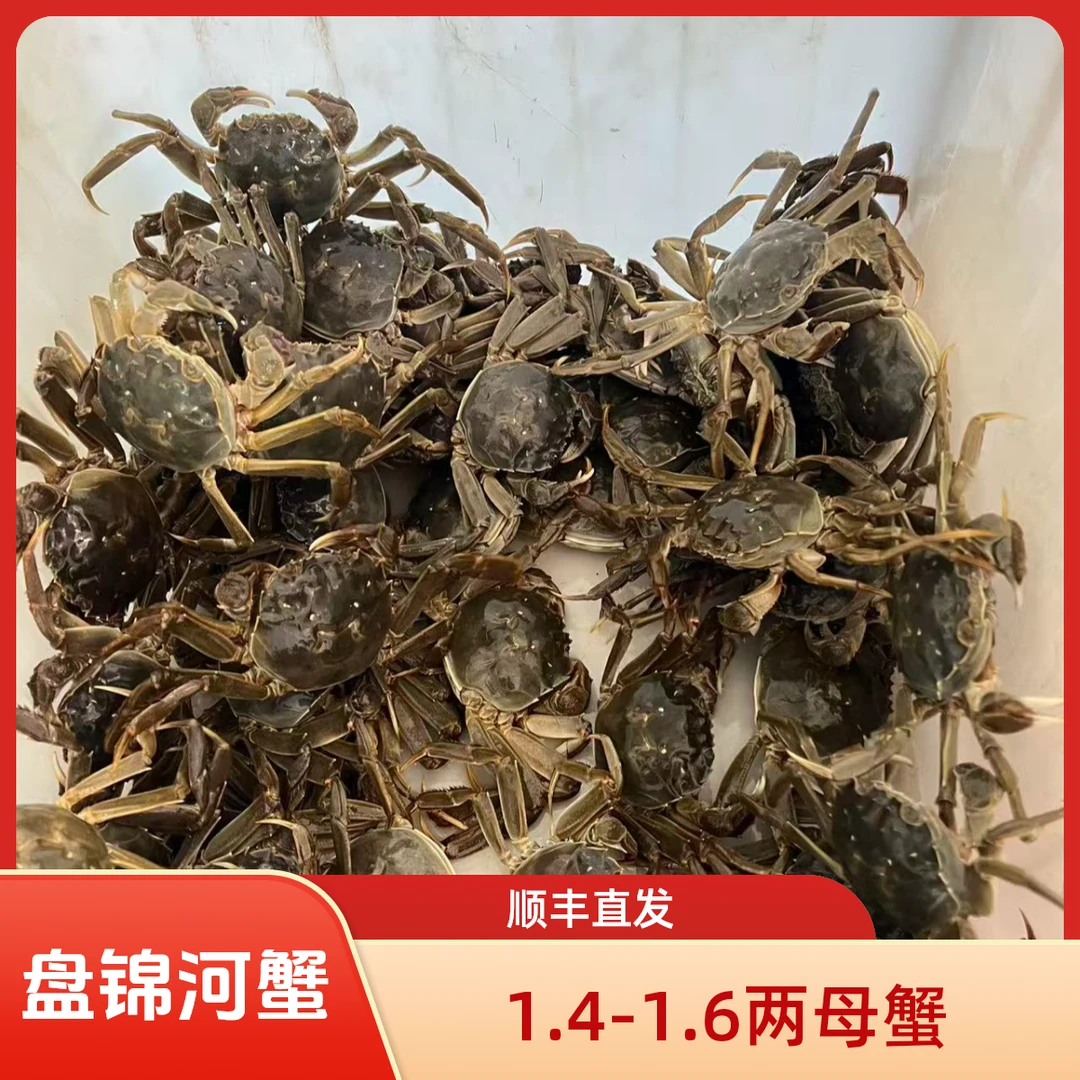 【活蟹】盘锦河蟹1.4-1.6两母蟹2斤 只只手挑 产地直发
