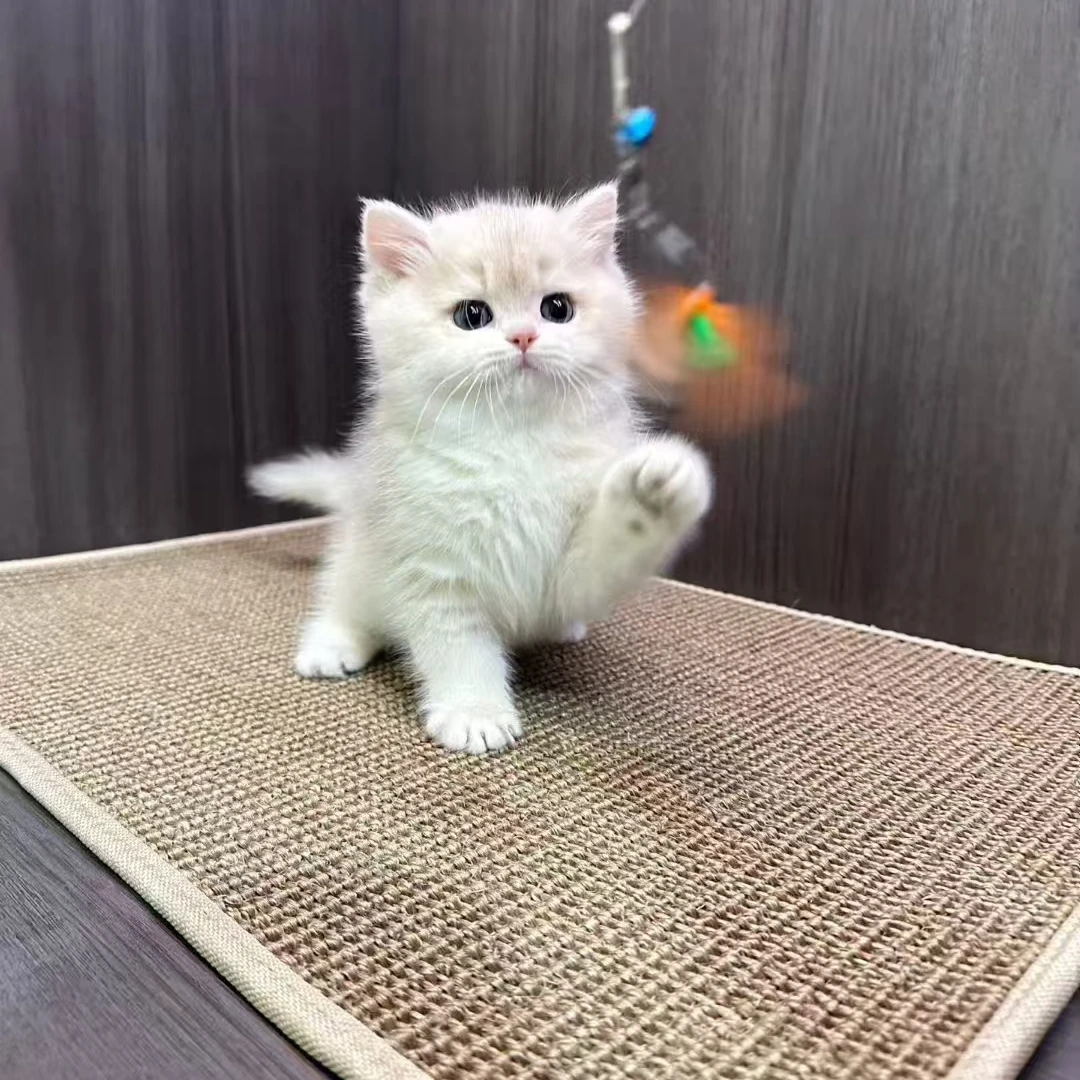 雨鑫盛宠---老良猫舍金渐层