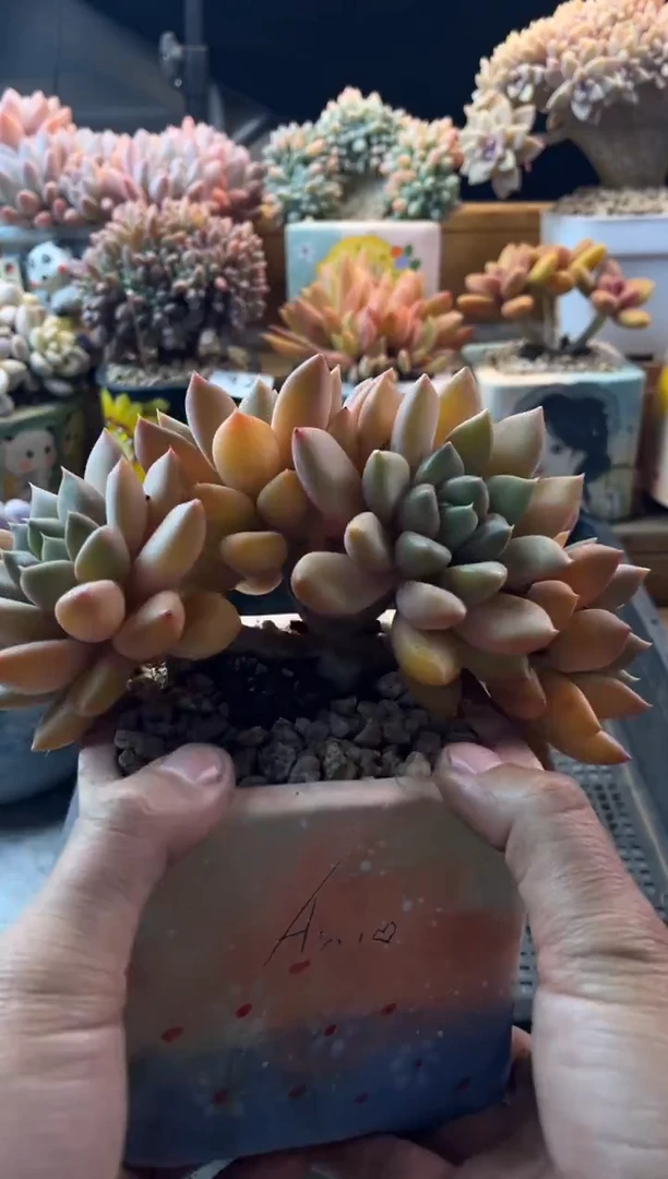 34红象牙老桩1111111111