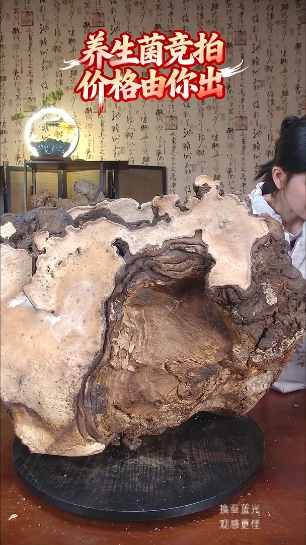 红缘拟层孔菌中国大陆【藏区野生】红缘树舌（52斤）700-800年份