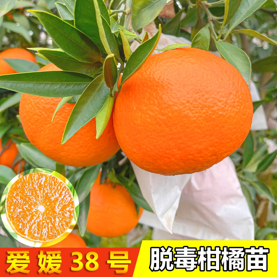 红美人果苗正宗脱毒爱媛38号果苗果冻橙果树嫁接苗可带杯重庆发货