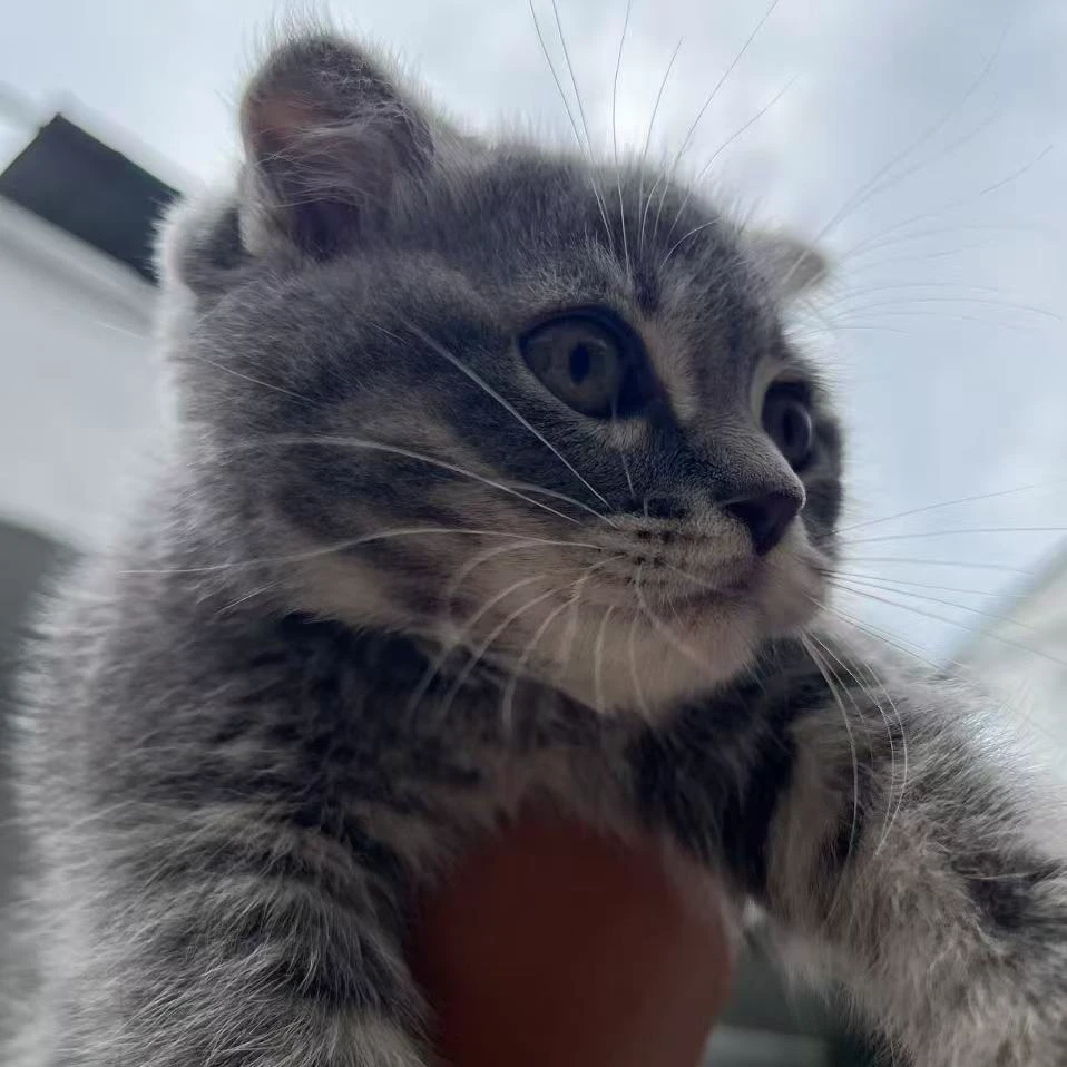 宠物猫可爱折耳猫100花斑猫100新人福利