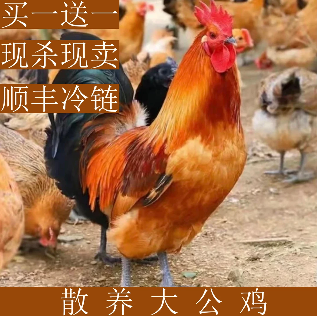 散养黑脚大公鸡买一只现宰现发散养大公鸡活鸡