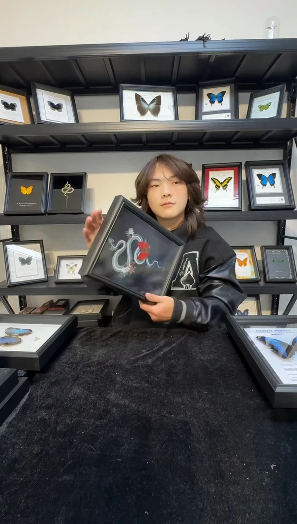 玻璃真实蝴蝶标本