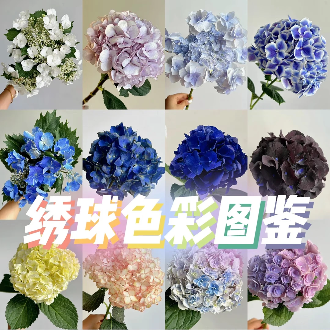 宠粉专属【随机绣球配色】今日下单明日送达 生活鲜切花同城批发直播（颜色不指定）