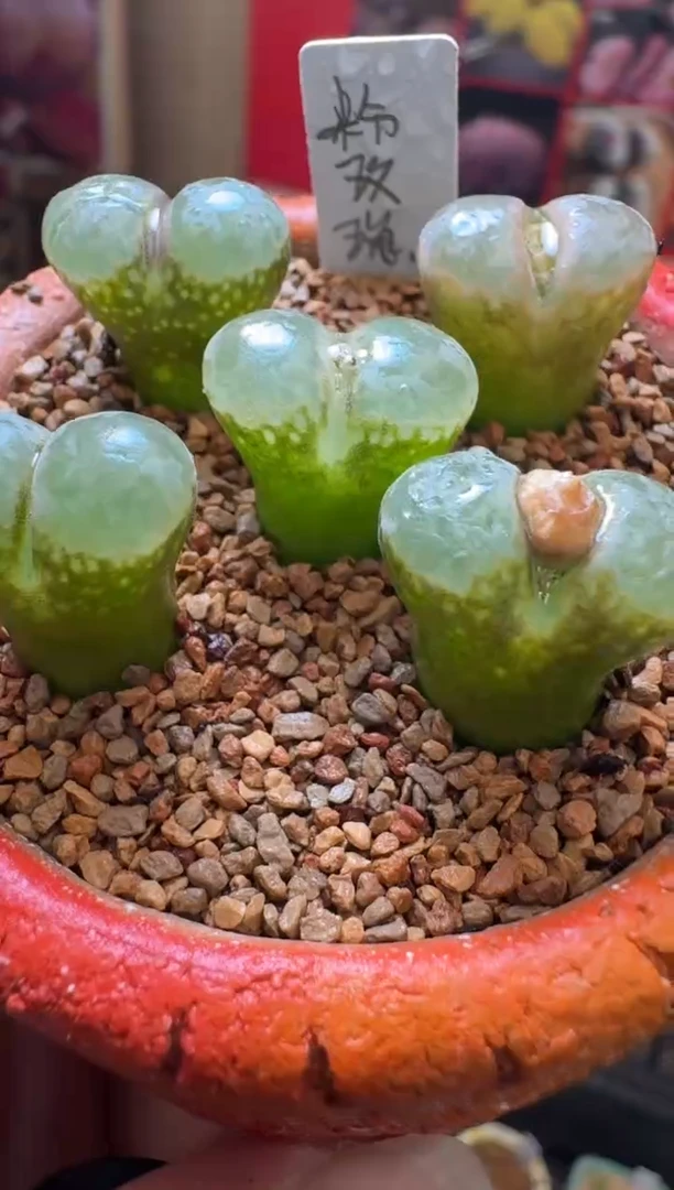 【闪购商品】6-25粉玫瑰一颗