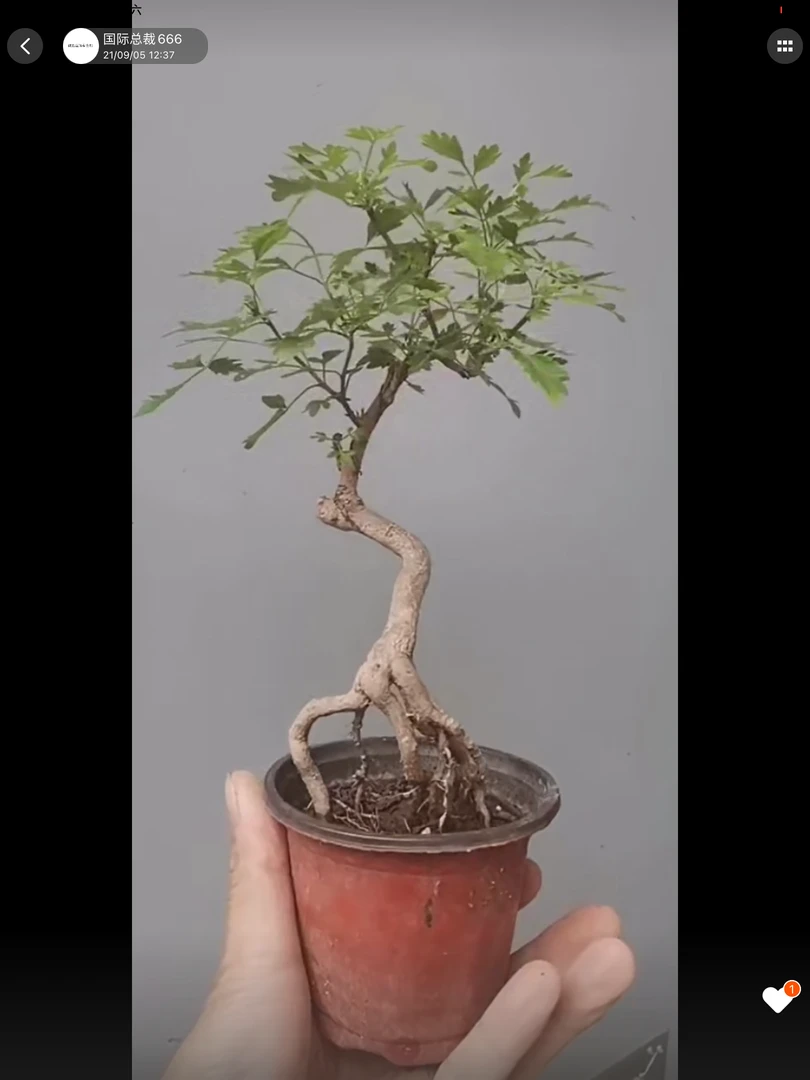 黄荆盆景素材一物一拍