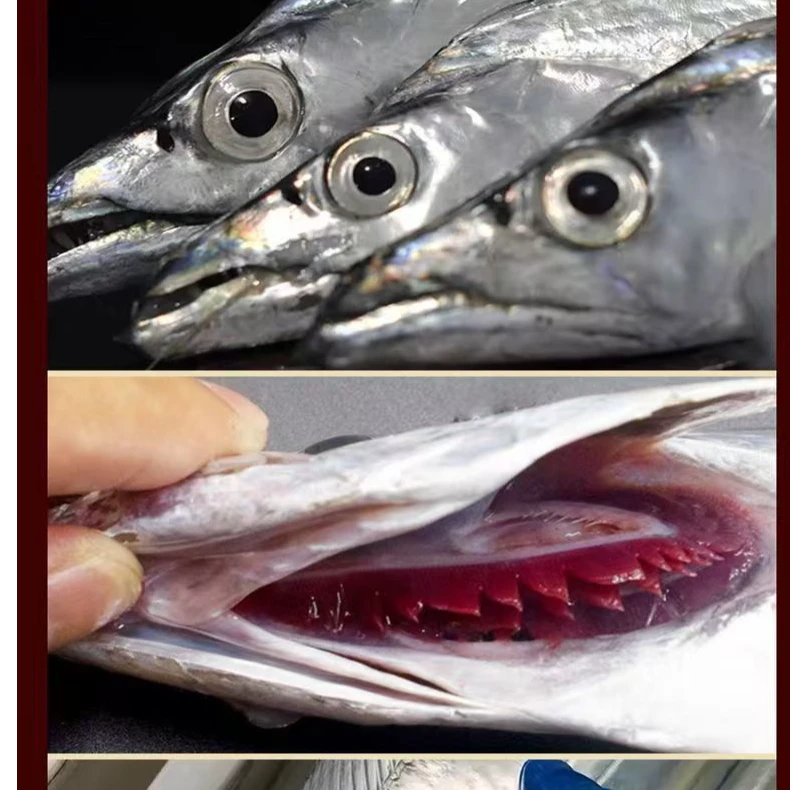 【顺丰包邮】【4-6两/8条】山东滨州本地码头发货钓带鱼整条新鲜海鲜