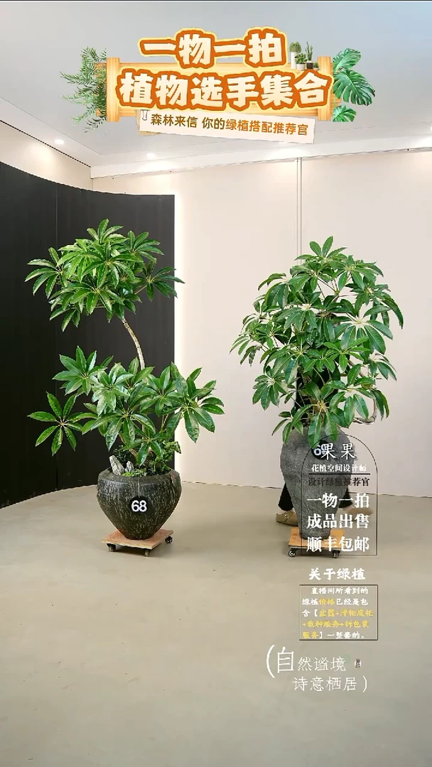 完全开放是**吖日本进口保罗大叶伞连盆种好栽好一整套送货上门