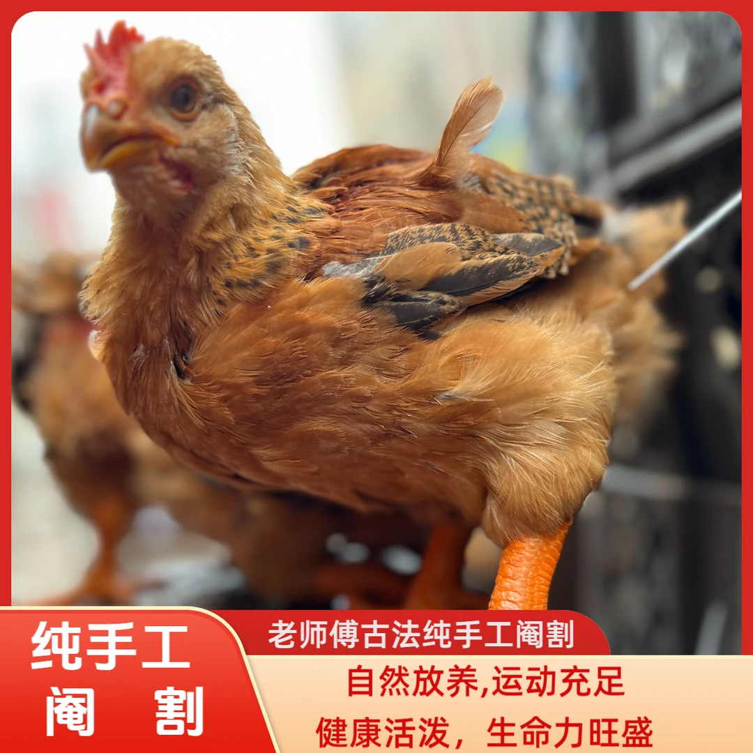 浦东鸡云南九斤黄阉鸡高山散养长大8次防疫2斤活体中通发货