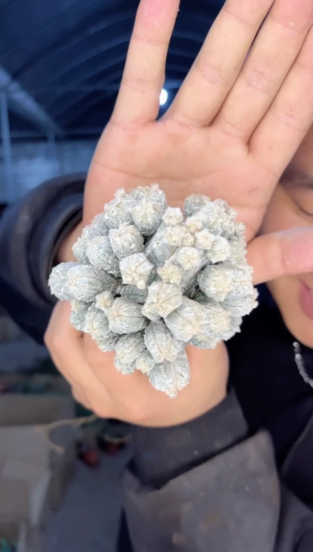 【闪购商品】多头 鸾凤阁【嫁接】